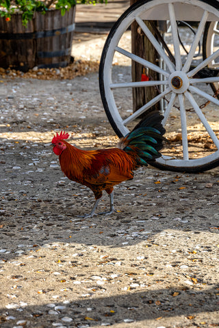 Key West Rooster