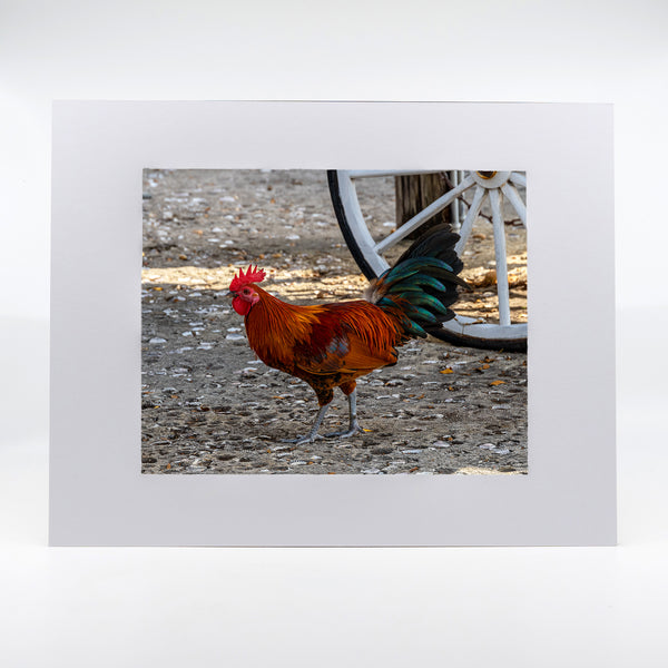 Key West Rooster Gifts