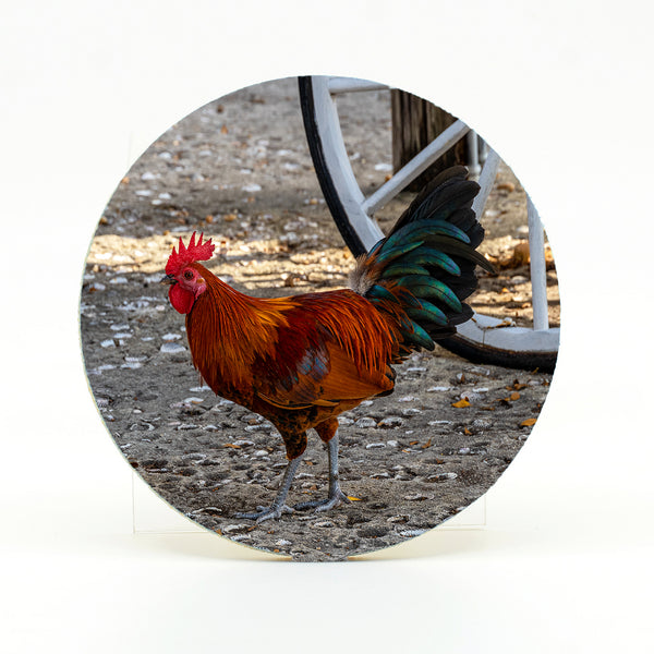 Key West Rooster Gifts