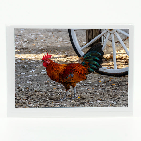 Key West Rooster Gifts