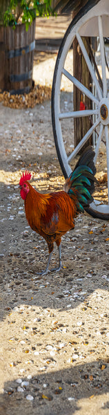 Key West Rooster Gifts