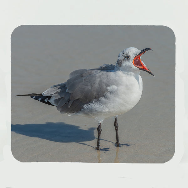 Laughing Gull Gifts