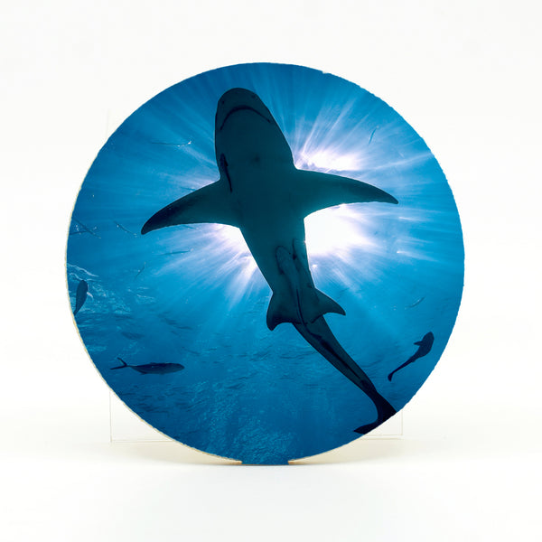Lemon Shark Gifts