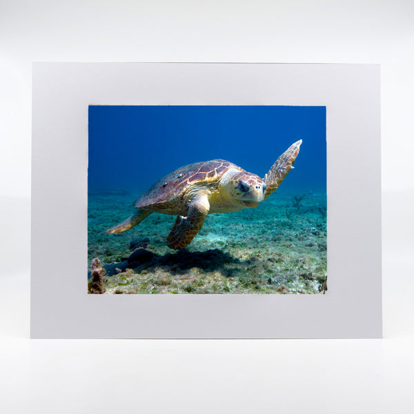 Loggerhead Sea Turtle Gifts