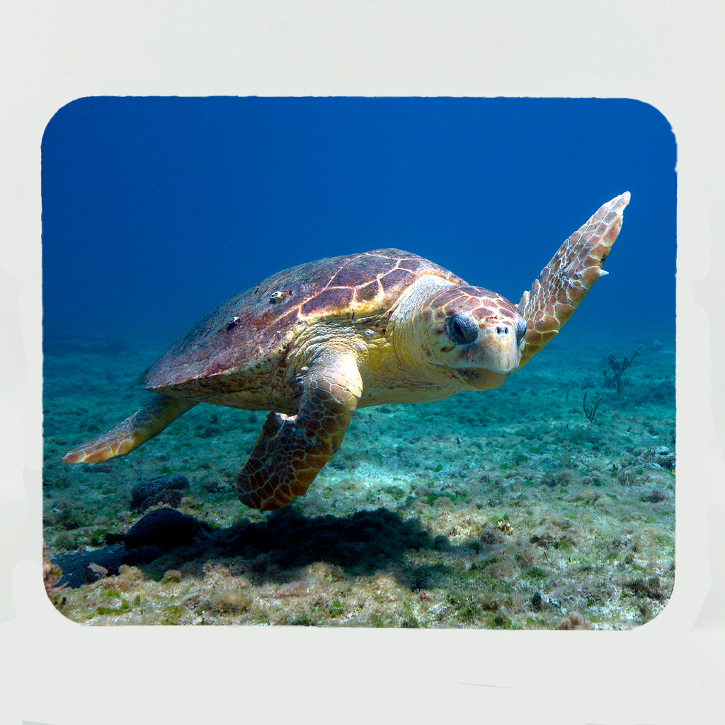 Loggerhead Sea Turtle Gifts – Mike Ring Photography
