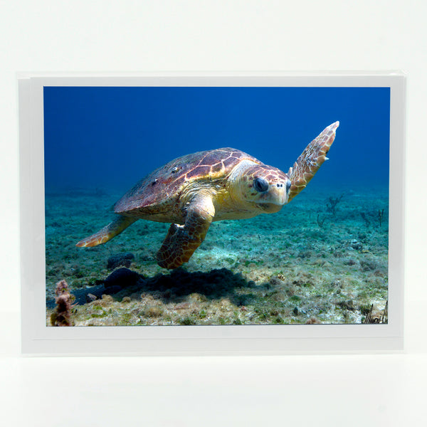 Loggerhead Sea Turtle Gifts