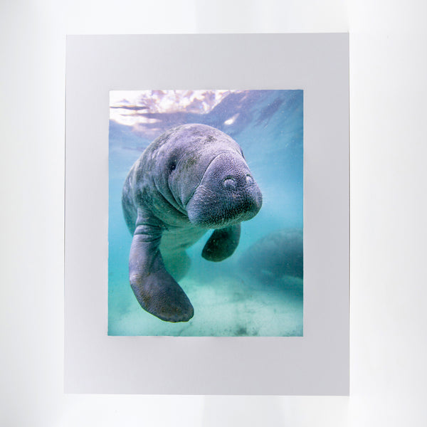 Manatee 1 Gifts