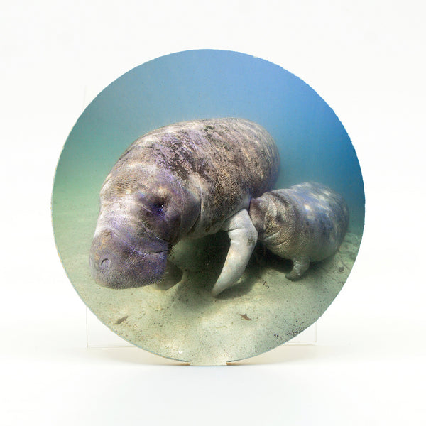 Manatee 2 Gifts