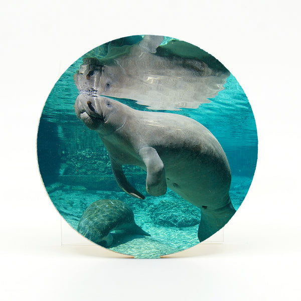 Manatee 5 Gifts