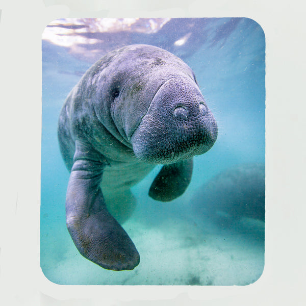 Manatee 1 Gifts