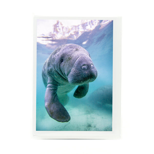 Manatee 1 Gifts