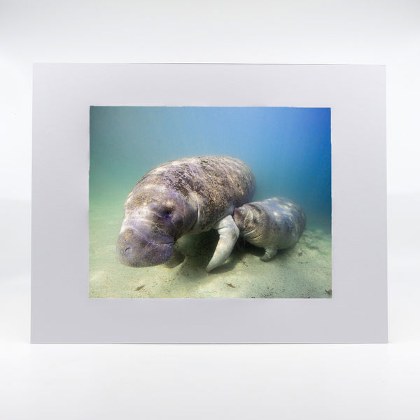 Manatee 2 Gifts