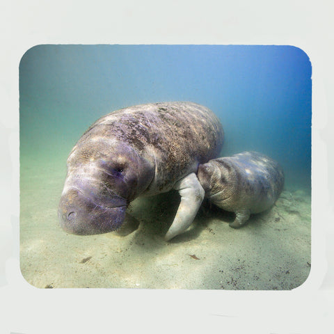 Manatee 2 Gifts