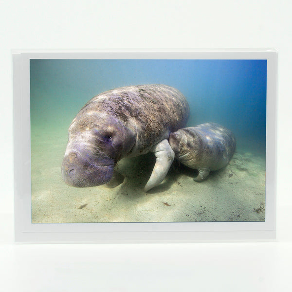 Manatee 2 Gifts