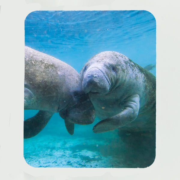 Manatee 3 Gifts