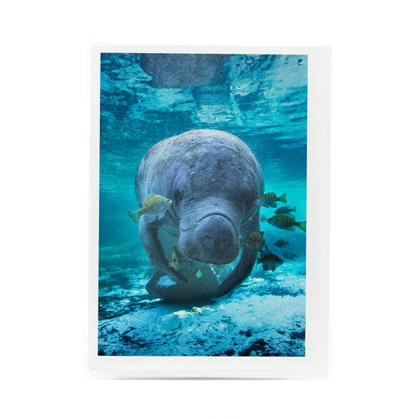 Manatee 4 Gifts