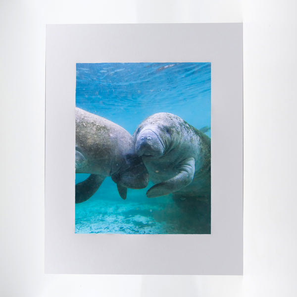 Manatee 3 Gifts