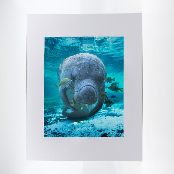 Manatee 4 Gifts