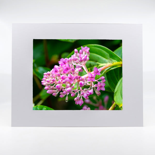 Medinilla Cummingii Flower Gifts