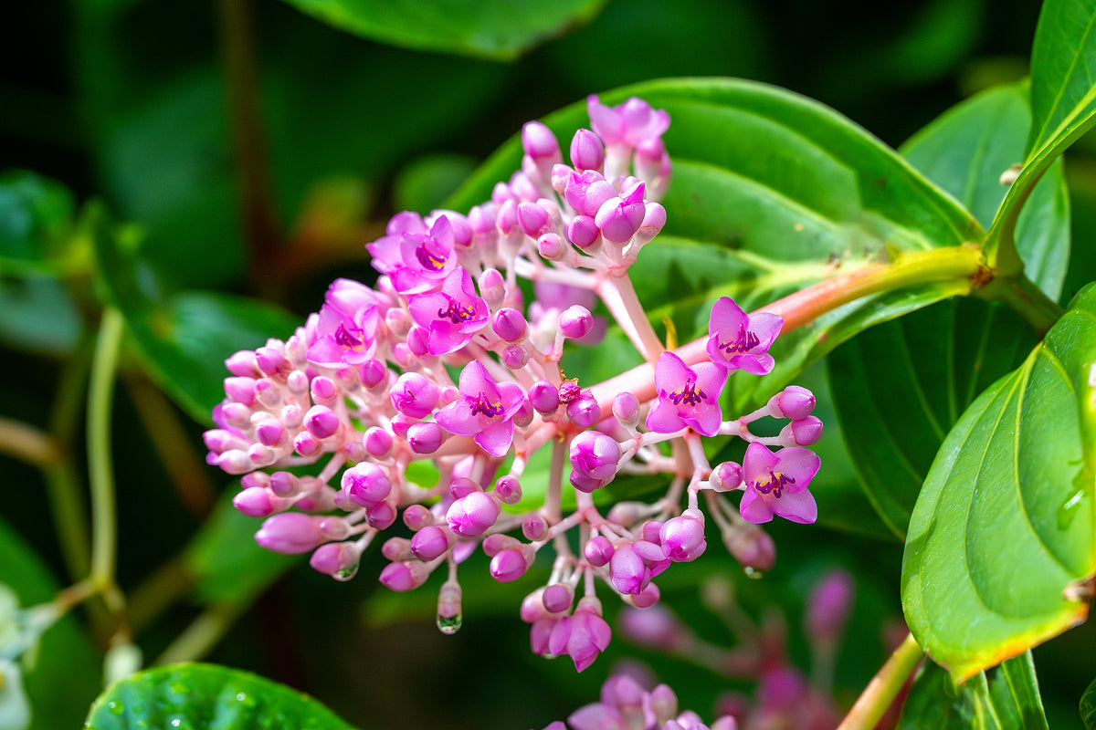 Medinilla Cummingii Flower