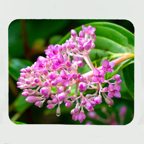 Medinilla Cummingii Flower Gifts