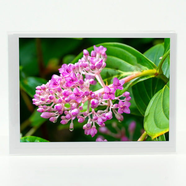 Medinilla Cummingii Flower Gifts