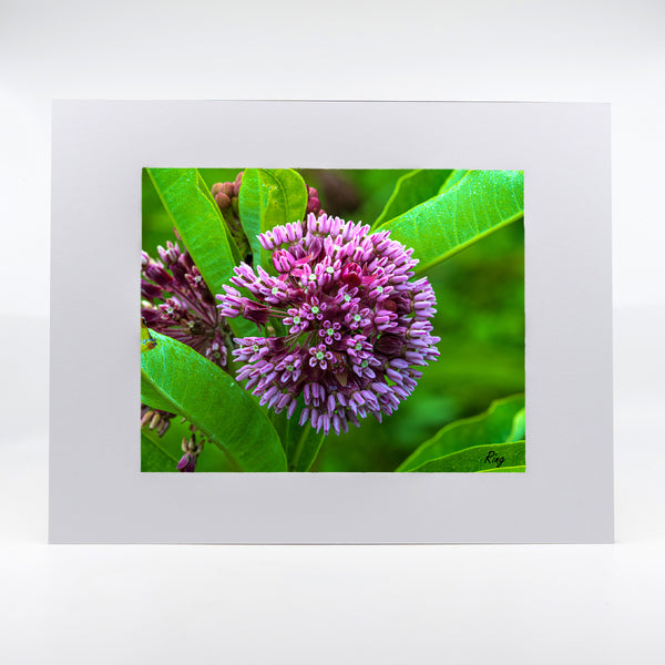 Milkweed Flower Gifts