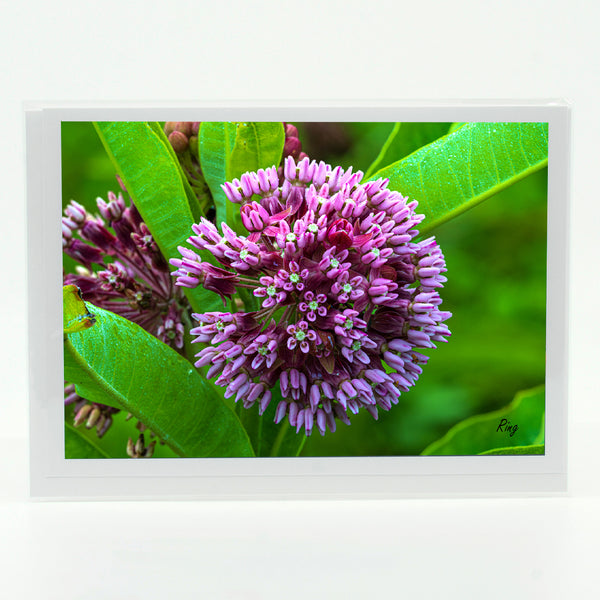 Milkweed Flower Gifts