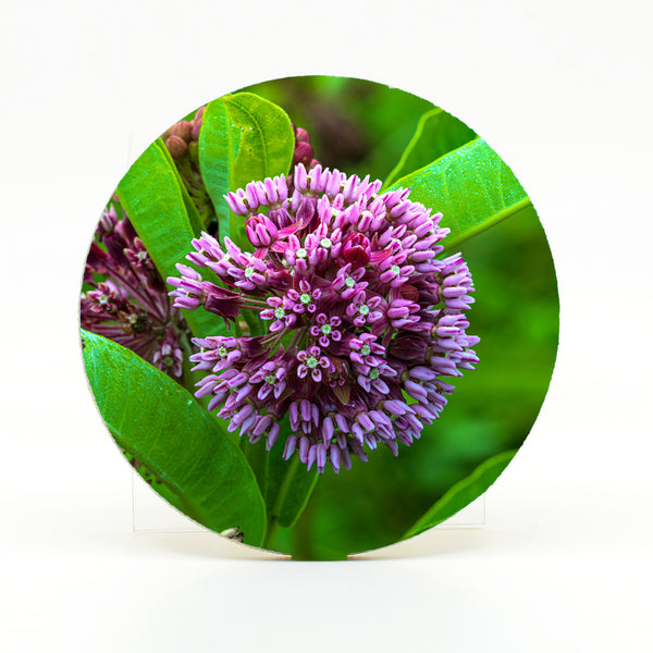 Milkweed Flower Gifts