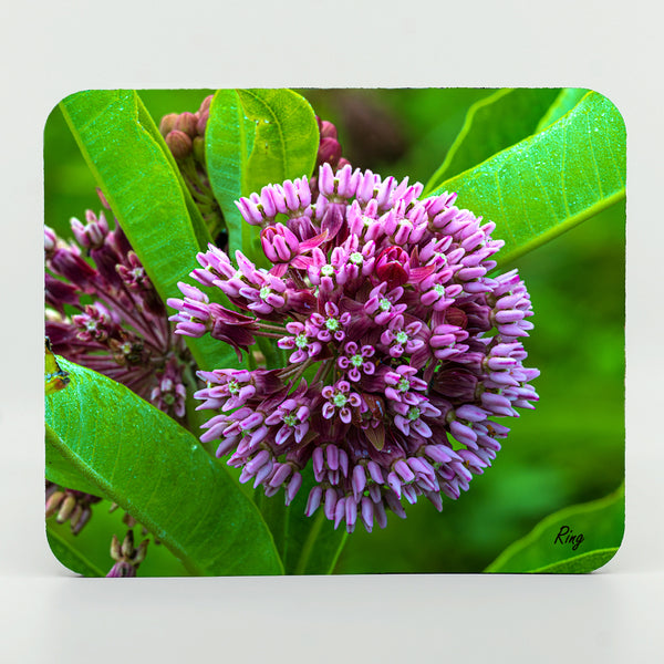 Milkweed Flower Gifts