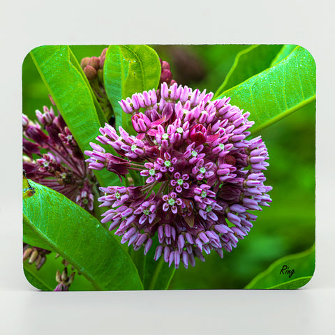 Milkweed Flower Gifts