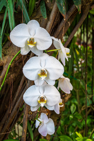 Moon Orchid Flowers