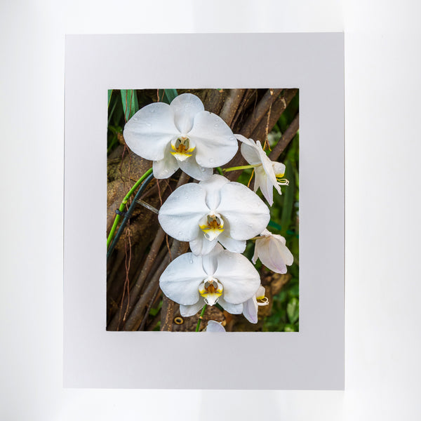 Moon Orchid Flower Gifts