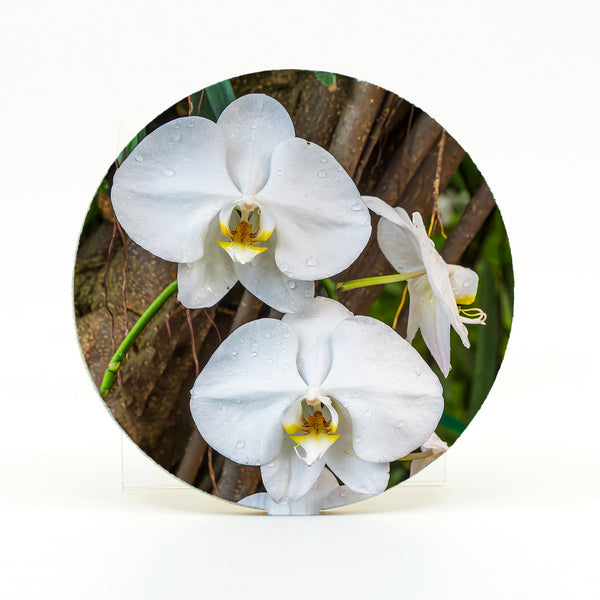 Moon Orchid Flower Gifts