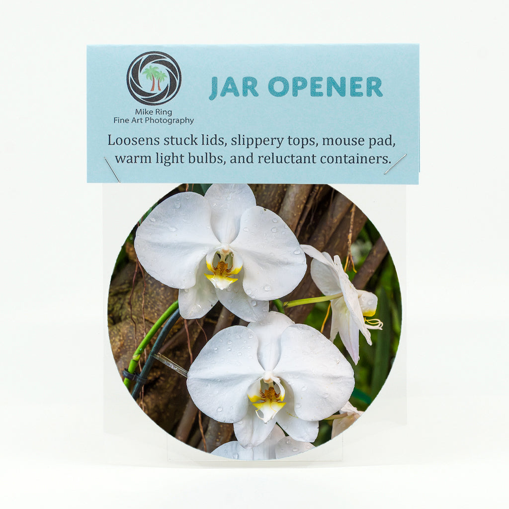 Moon Orchid Flower Gifts