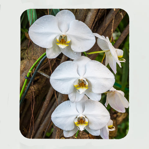 Moon Orchid Flower Gifts