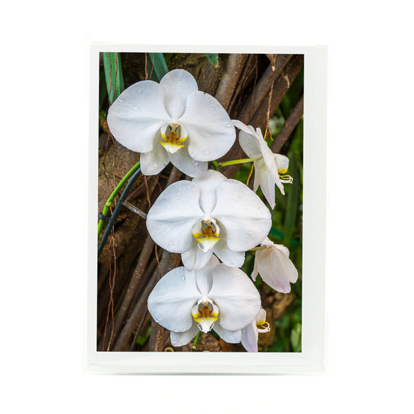 Moon Orchid Flower Gifts