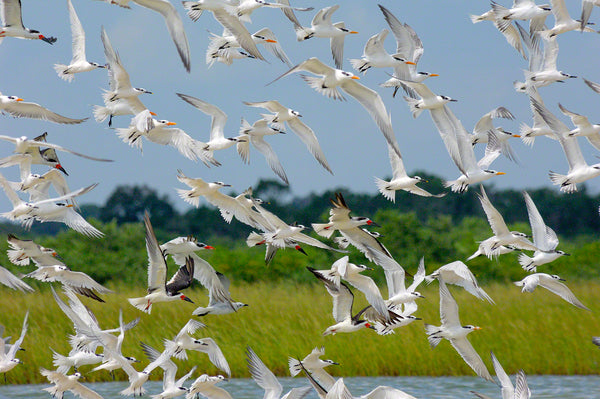 Morning Rush Hour