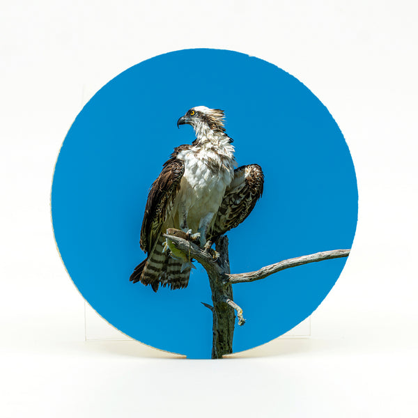 Osprey 2 Gifts