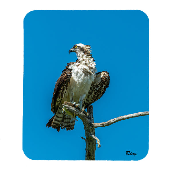 Osprey 2 Gifts