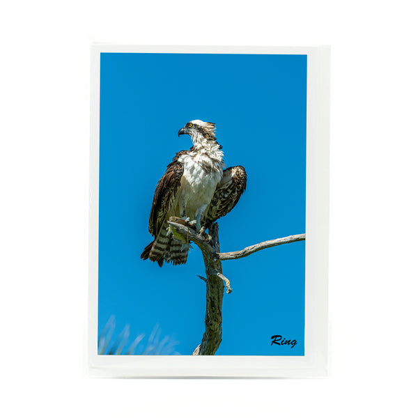 Osprey 2 Gifts