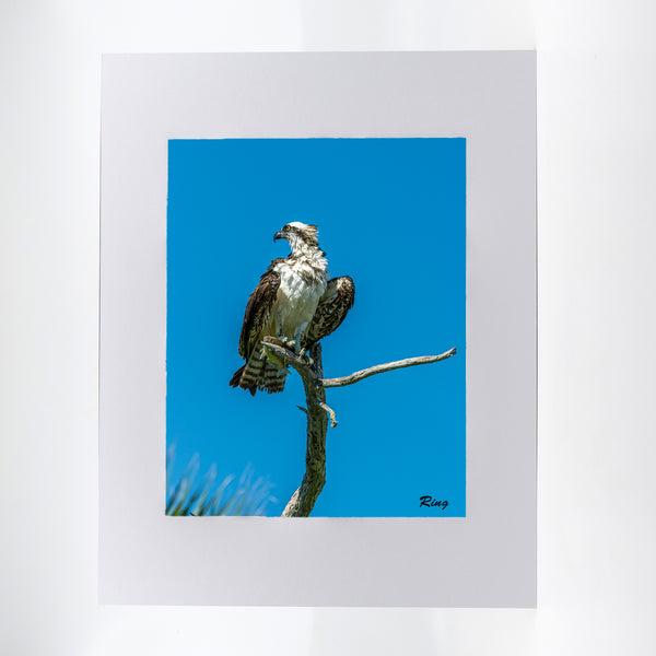 Osprey 2 Gifts