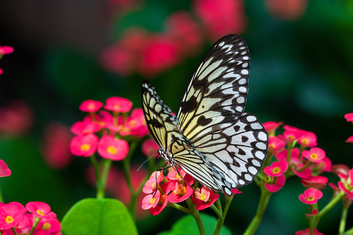 Paper Kite Butterfly