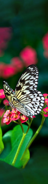 Paper Kite Butterfly Gifts