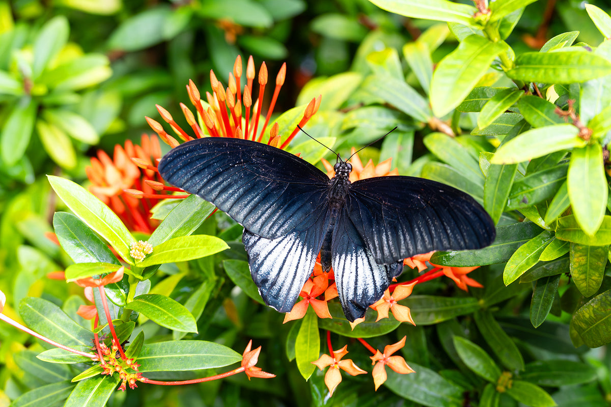 Papilio Memnon Butterfly