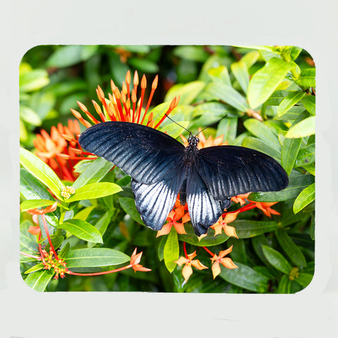 Papilio Memnon Butterfly Gifts