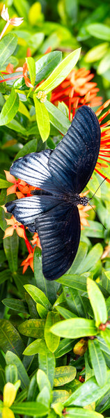 Papilio Memnon Butterfly Gifts