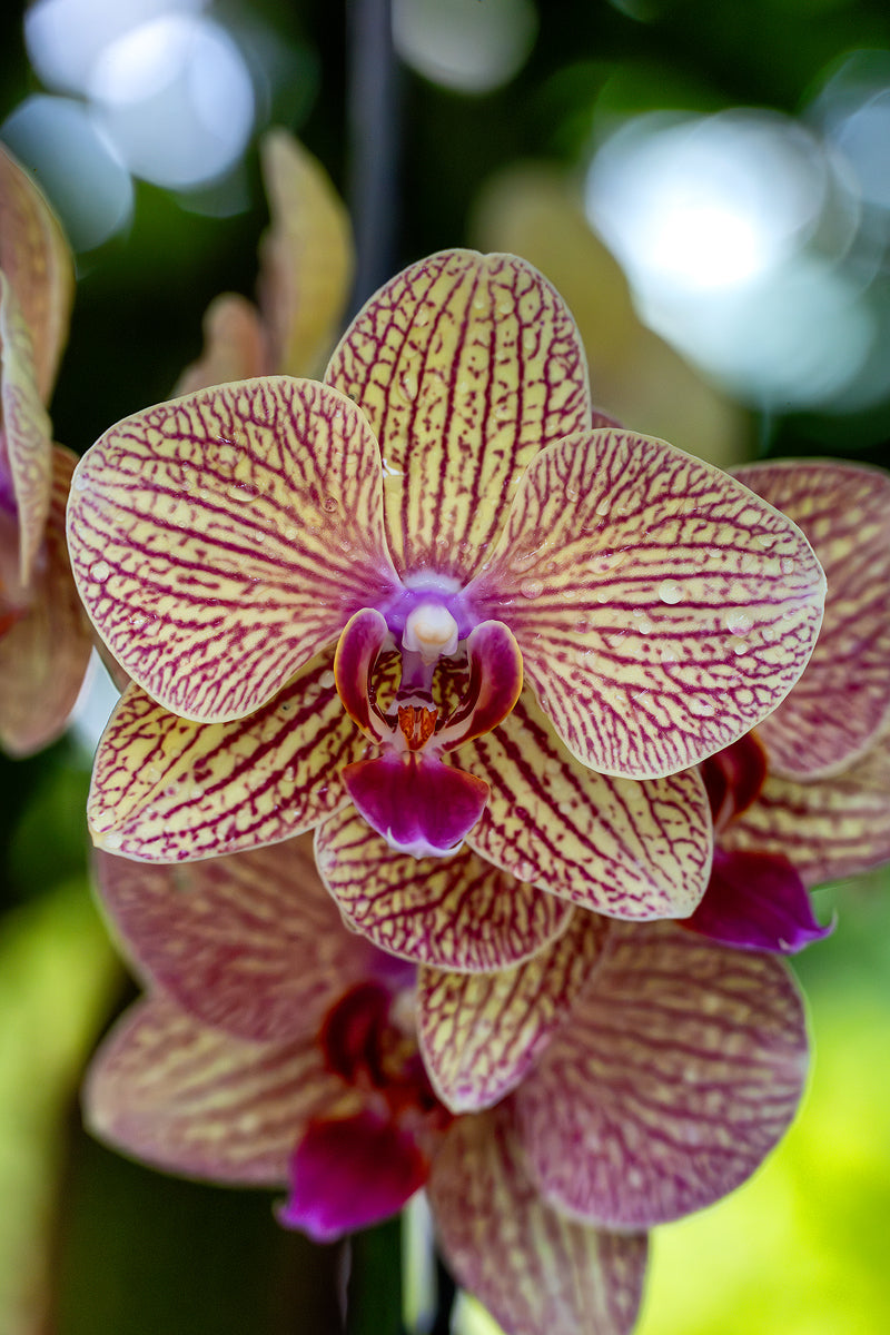 Phalaenopsis Orchid Flower