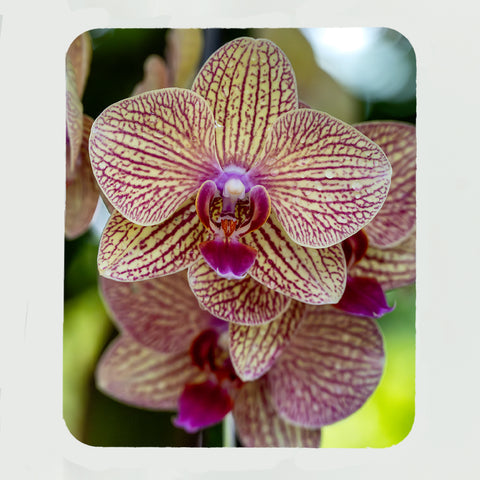 Phalaenopsis Orchid Flower Gifts