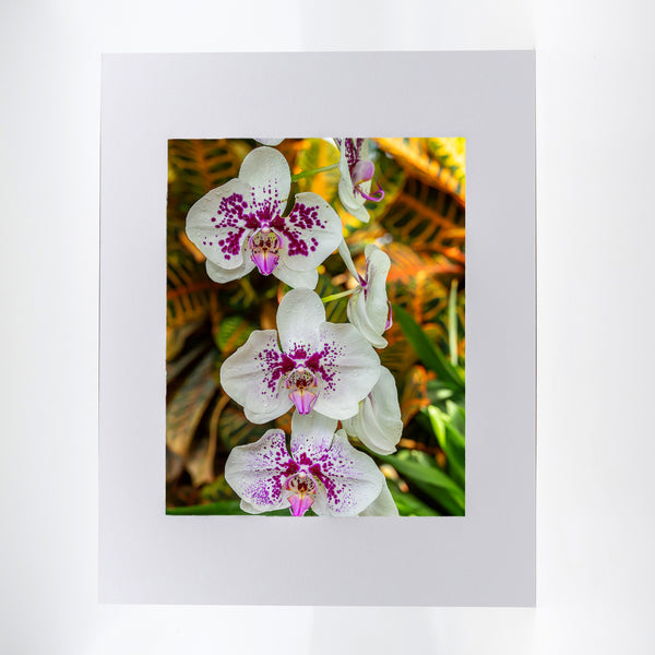 Purple Spotted Moth Orchid Flower Gifts